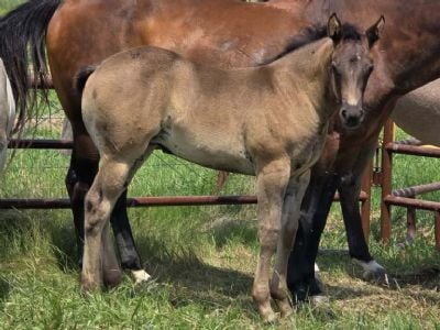 Journey Topsail JW <BR>AQHA PENDING